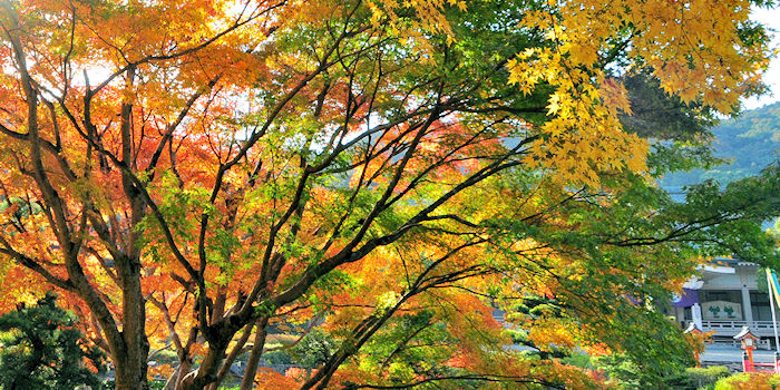 facebook ̉ X̒̃ItBX